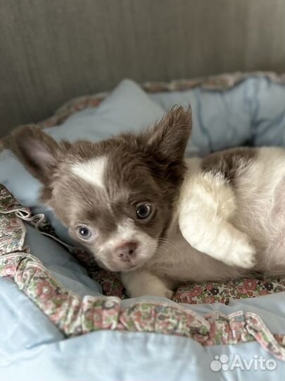 Чихуахуа лиловый Мальчик