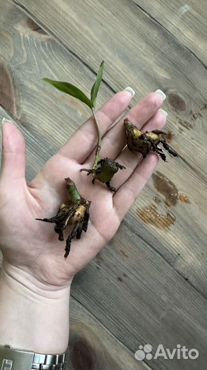 Замиокулькас