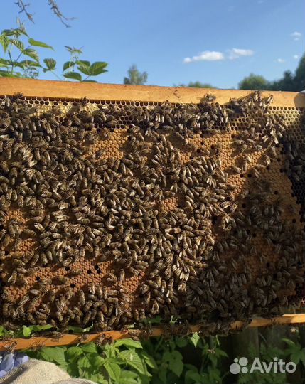 Матки F1 2024 карника