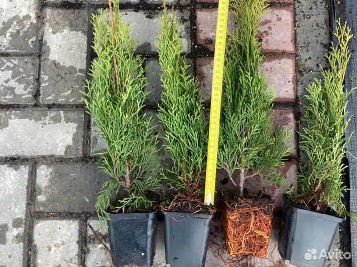 Туя западная смарагд