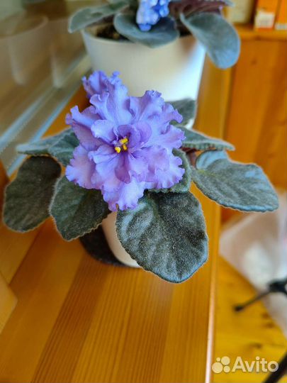 Фиалки цветущие