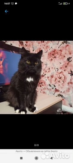 Котята мейн-кун