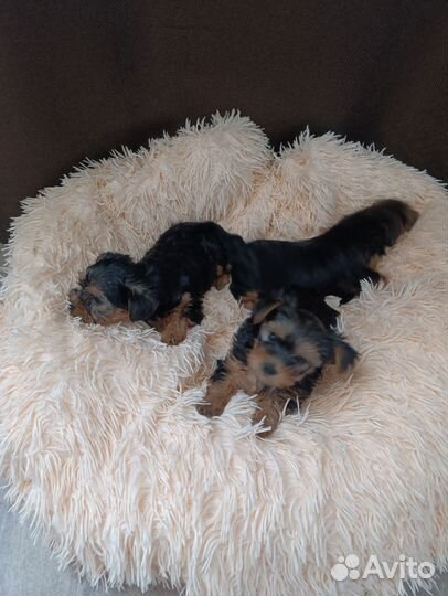 Йоркширский терьер