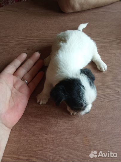 Щенки Джека Рассела