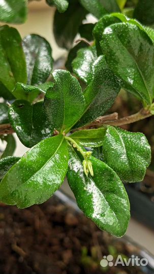 Бонсай Кармона