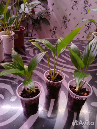 Спатифиллум Chopin и Wallisii