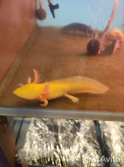 Аксолотль жёлтый / золотой аквариумный тритон
