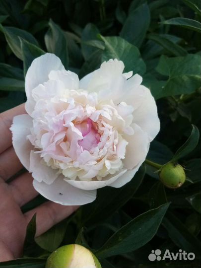 Пионы разные