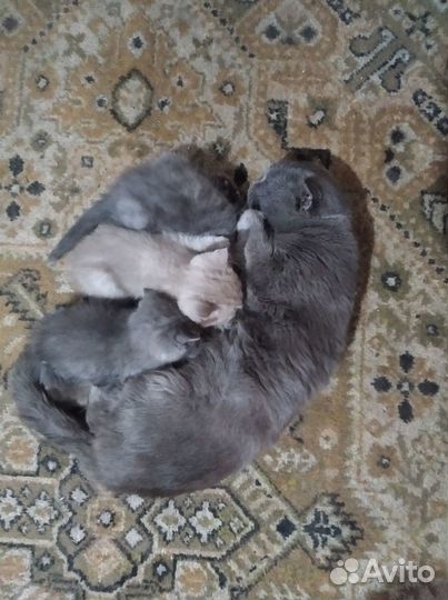 Продам породистых котят