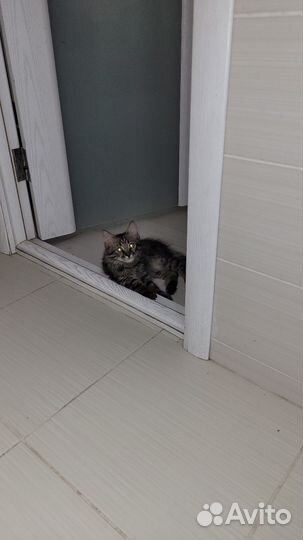 Кошка в дар бесплатно