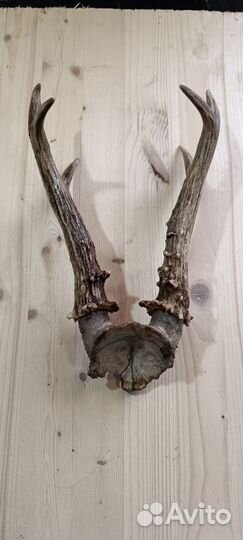 Рога косули