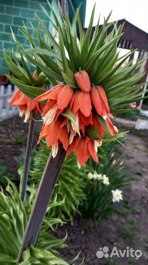 Рябчик императорский