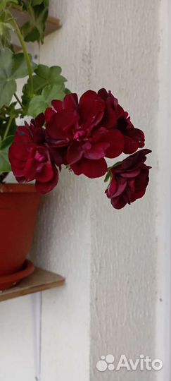 Пеларгония герань