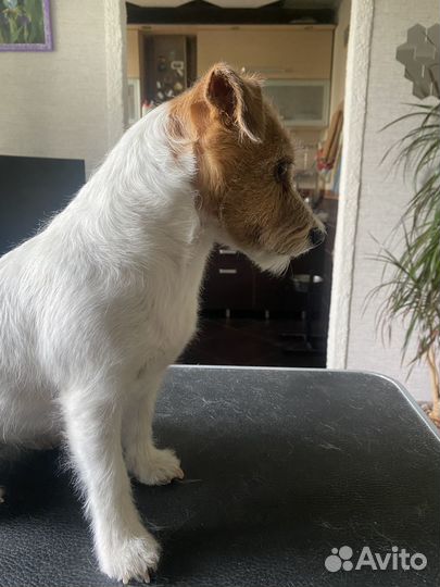 Стриппиинг и тримминг собак