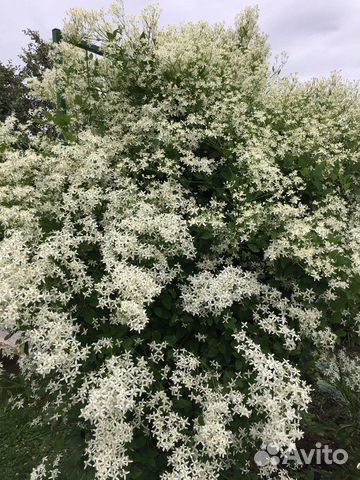 Клематис манчжурский купить в Жукове | Товары для дома и дачи | Авито