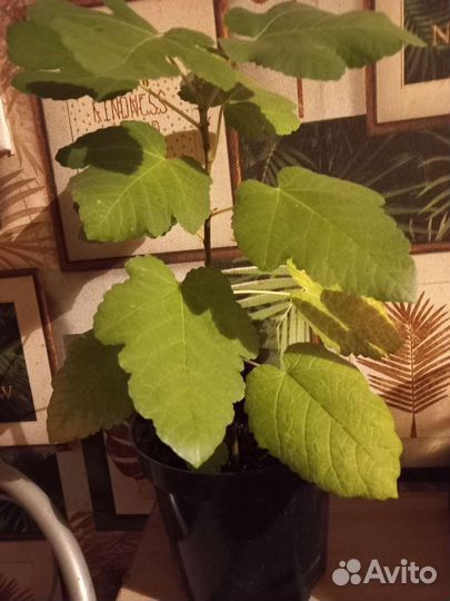 Саженцы инжира