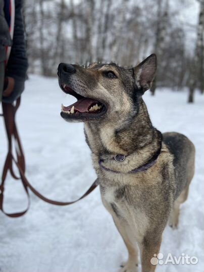 Собака замерзает в приюте