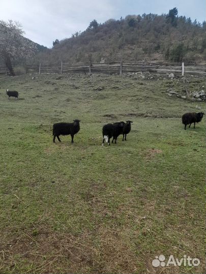 Овцы бараны ягнята