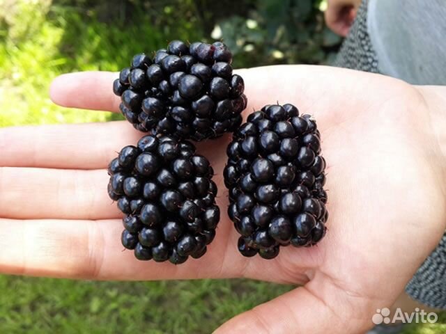 Саженцы ежевики Трипл Краун