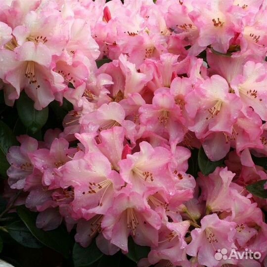 Рододендрон Virginia Richards