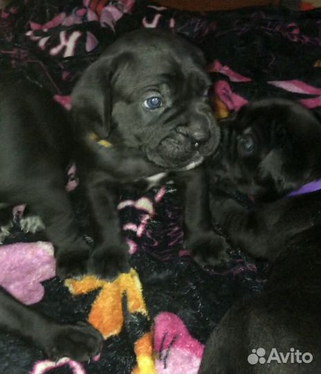 Щенки Кане Корсо