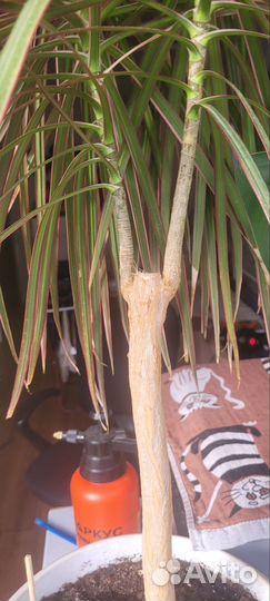 Драцена, фикус Бенджамина