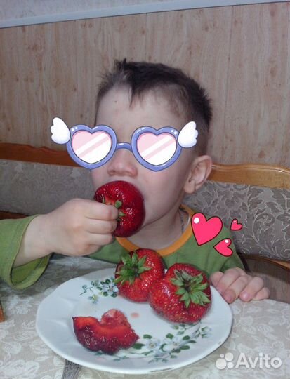 Саженцы ремонтантной клубники