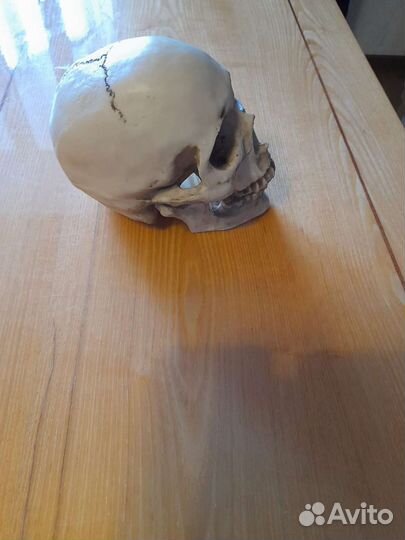 Копилка Череп