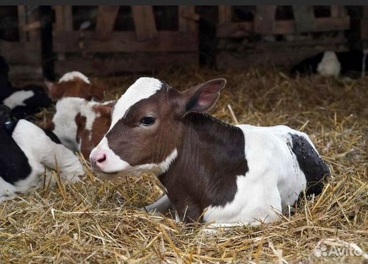 Телята бычки на откорм