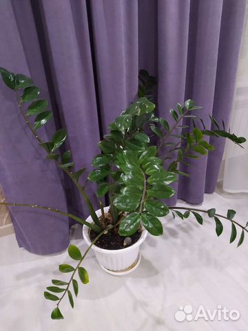 Замиокулькас