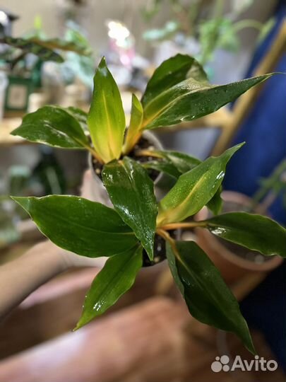 Хлорофитум грин оранж детки