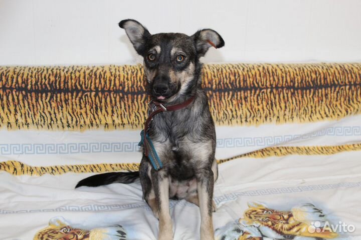 Собачка в поисках дома