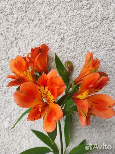 Альстромерия корни