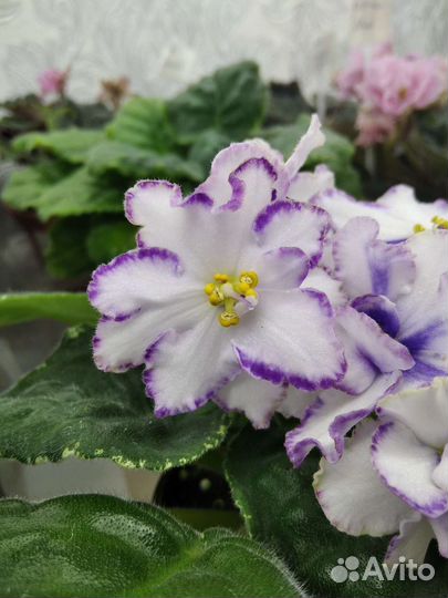 Фиалки (черенки)