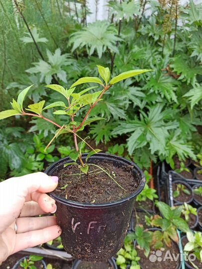 Гортензия Ванилла Фрейз