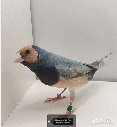 Амадины гульда