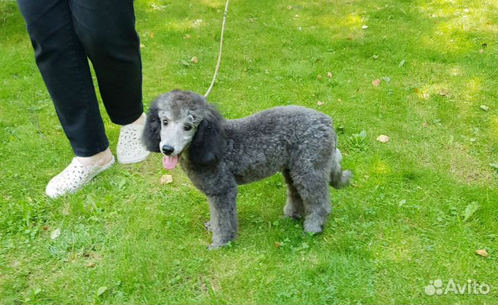 Мальчик серебро