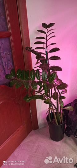 Замиокулькас