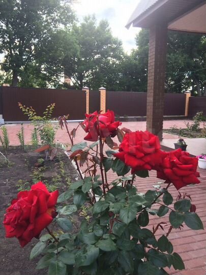 Коттедж 175 м² на участке 7 сот.