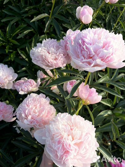 Пионы саженцы