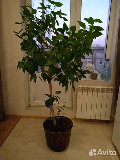 Комнатные растения цветы большие