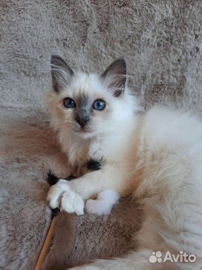 Котенок редкой породы