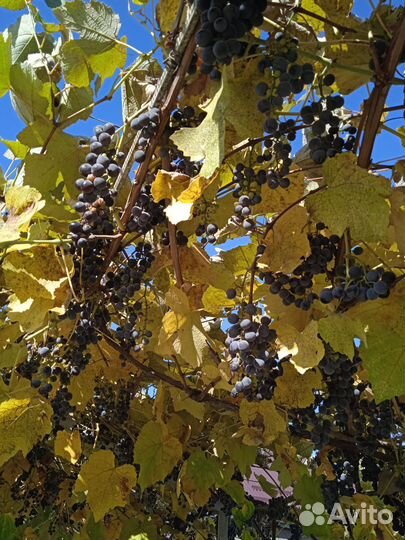 Виноград Изабелла