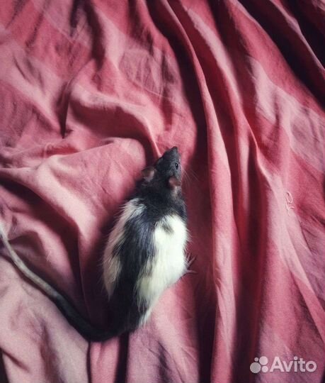 Крыса домашняя