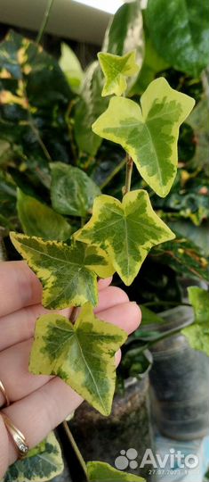 Растения по 100