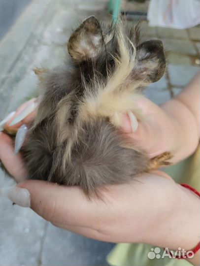 Морская свинка розетка мальчик