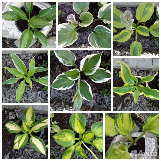 Хосты 9 видов часть 1