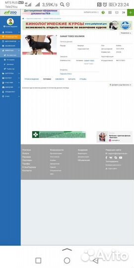 Вязка чихуахуа