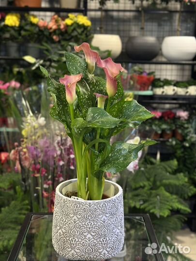 Калла коралловая