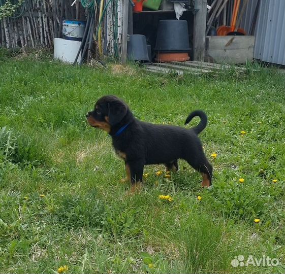Щенки ротвейлера